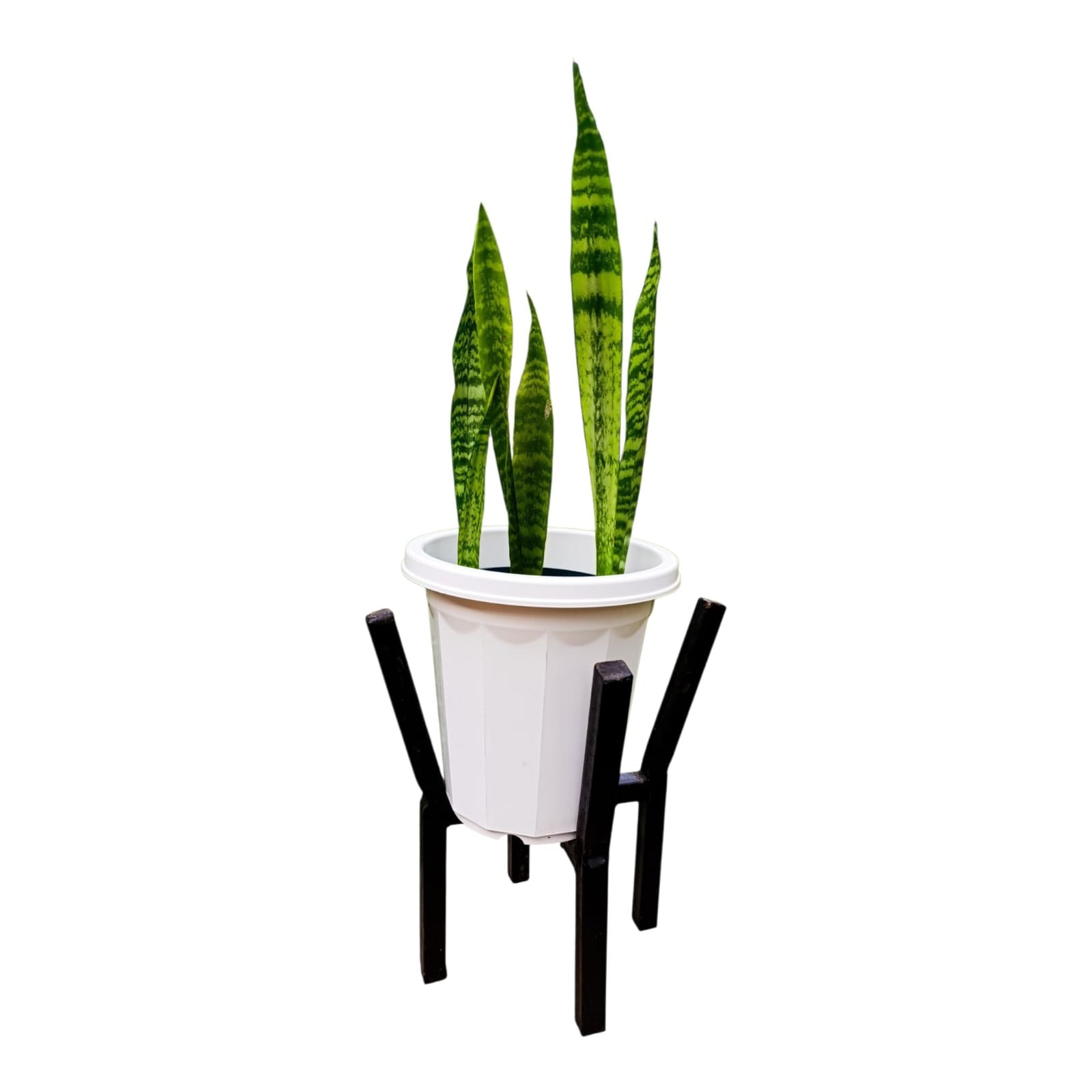 Mature Snake Plant in white planter on black metallic stand - front view