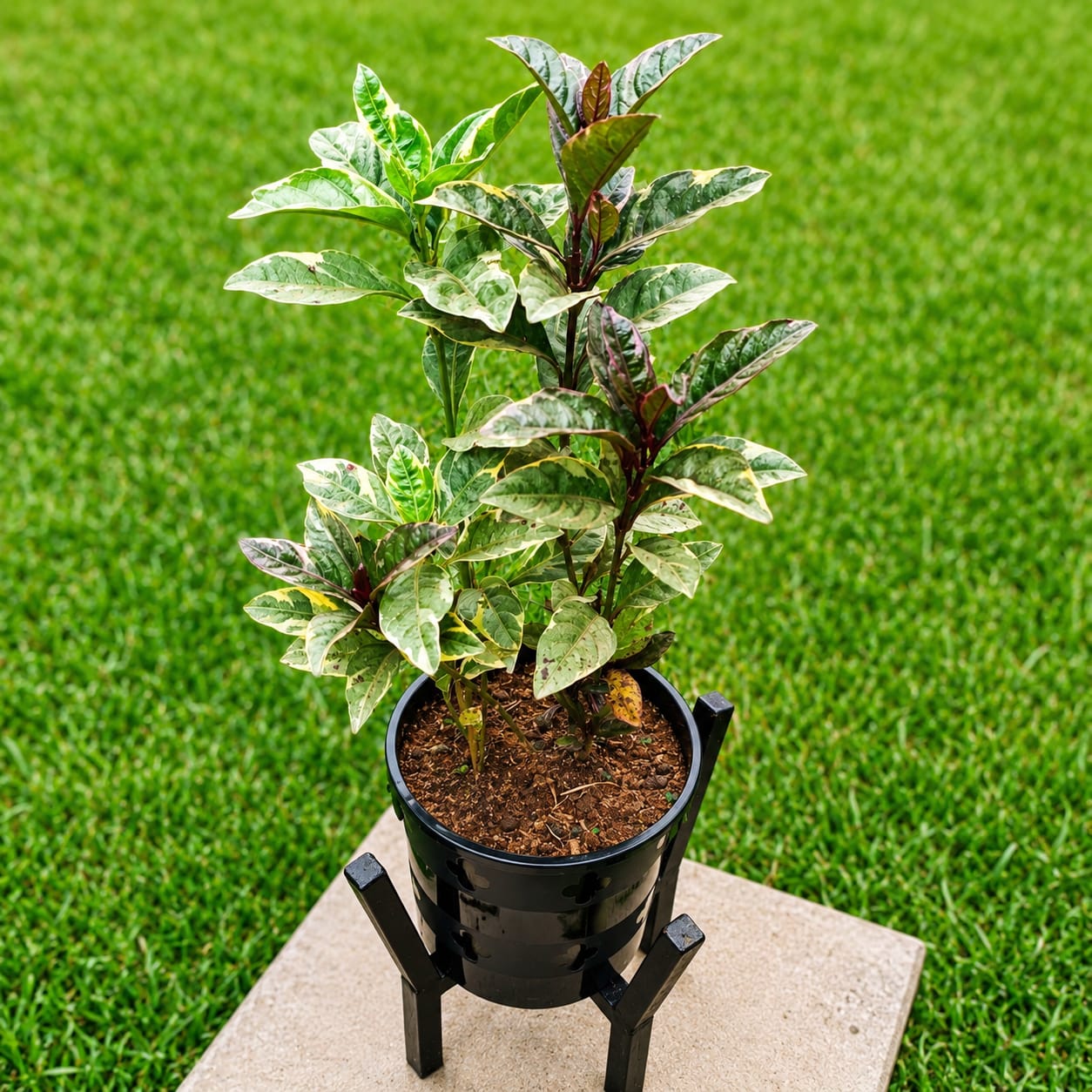 Purple Haze close-up showing variegated burgundy and green leaves in black pot on stand