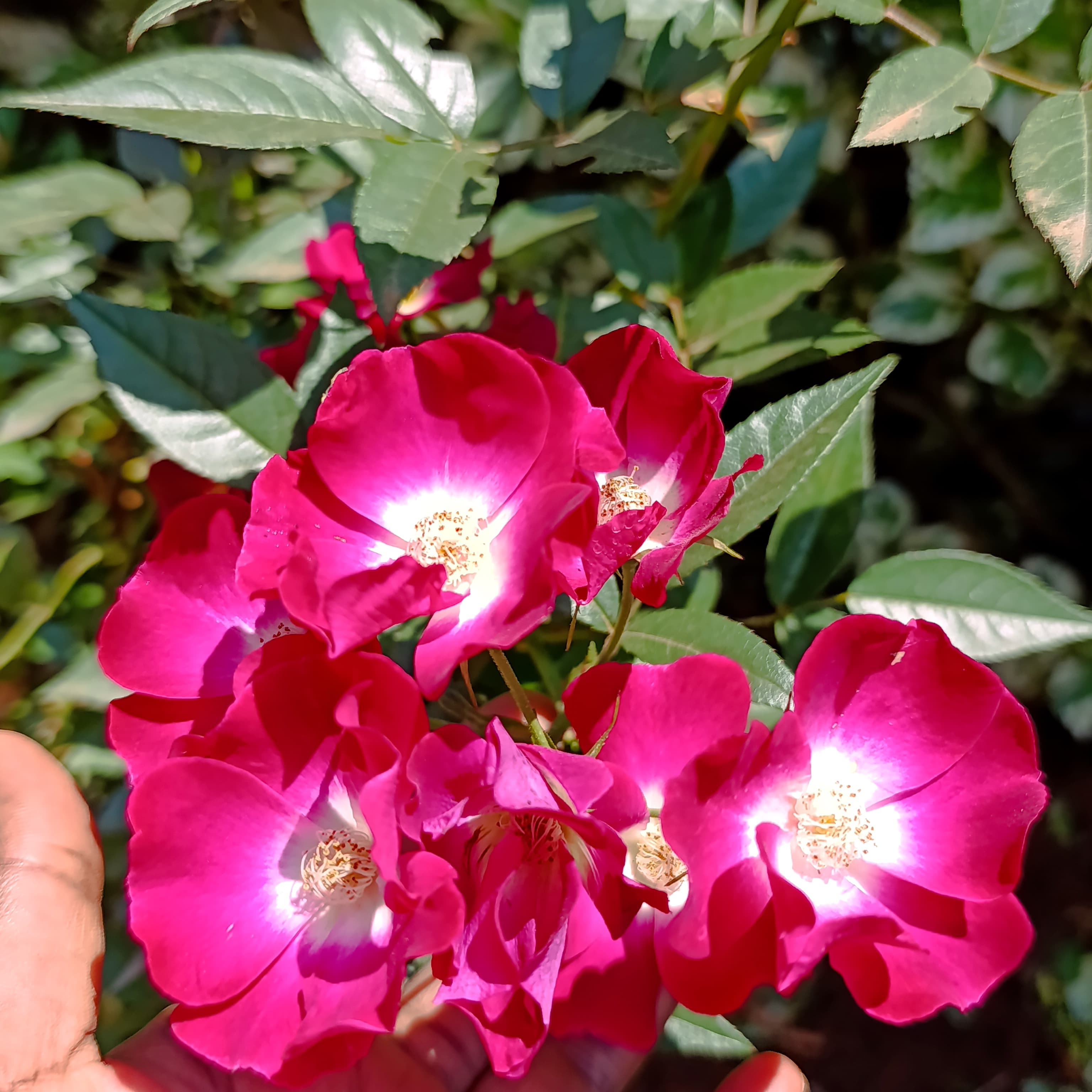 Flowers & Flowering Plants