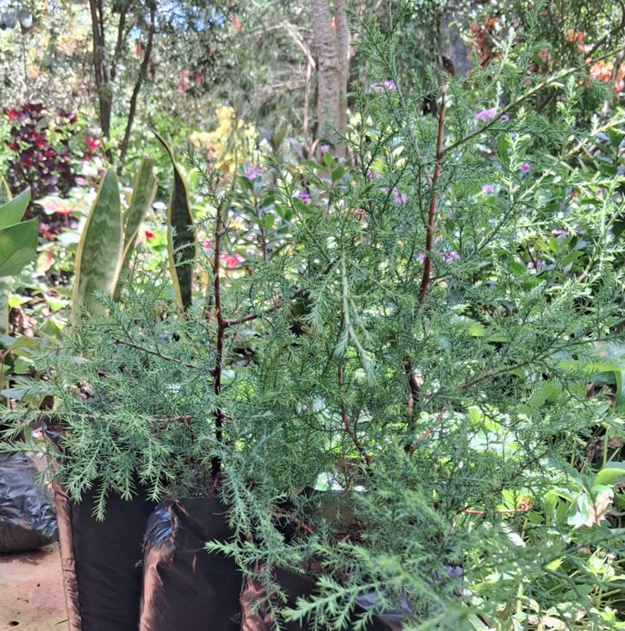 Trees & Shrubs