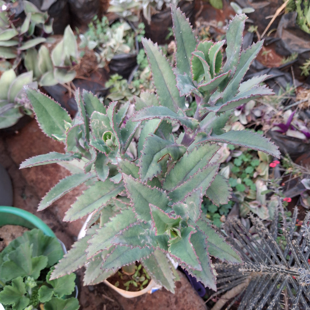 Mother of Thousands (Kalanchoe daigremontiana)