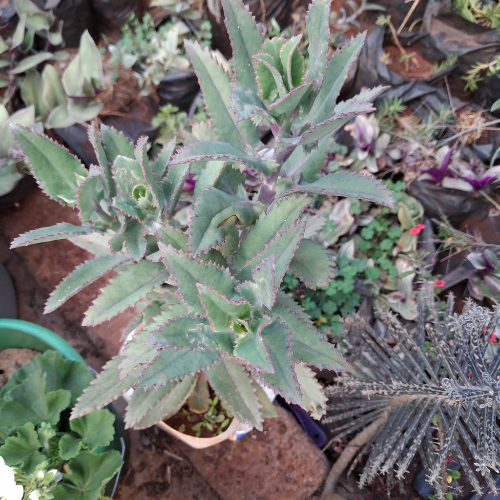 Mother of Thousands (Kalanchoe daigremontiana)