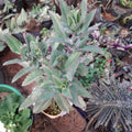 Mother of Thousands (Kalanchoe daigremontiana)