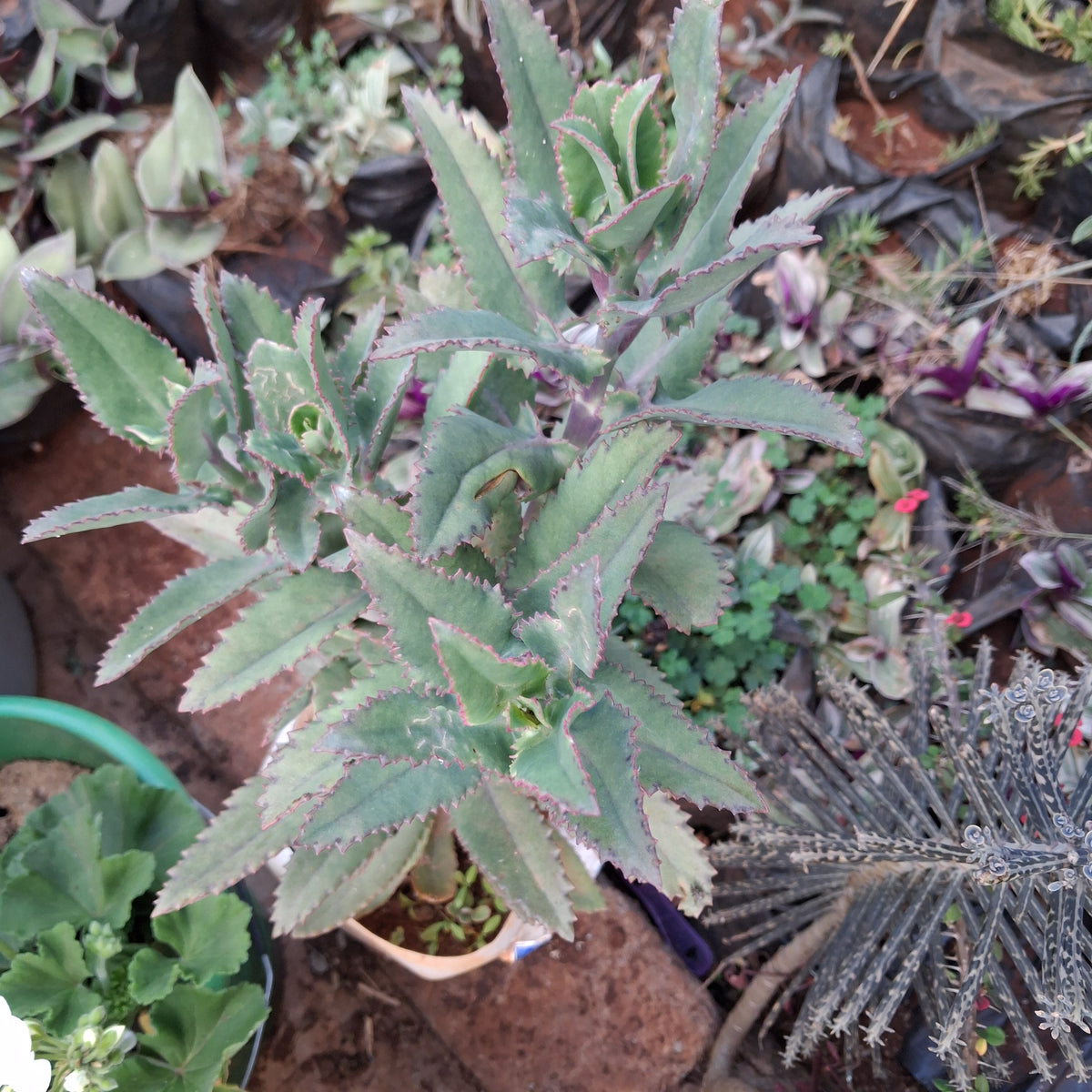 Mother of Thousands (Kalanchoe daigremontiana)