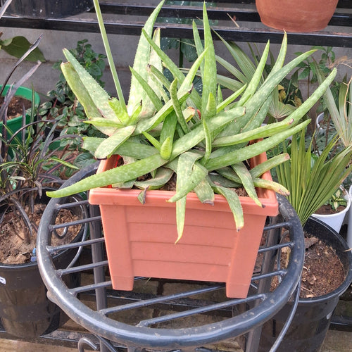 Aloe Vera Plant – Nature's First Aid Kit & Stunning Succulent for Your Home