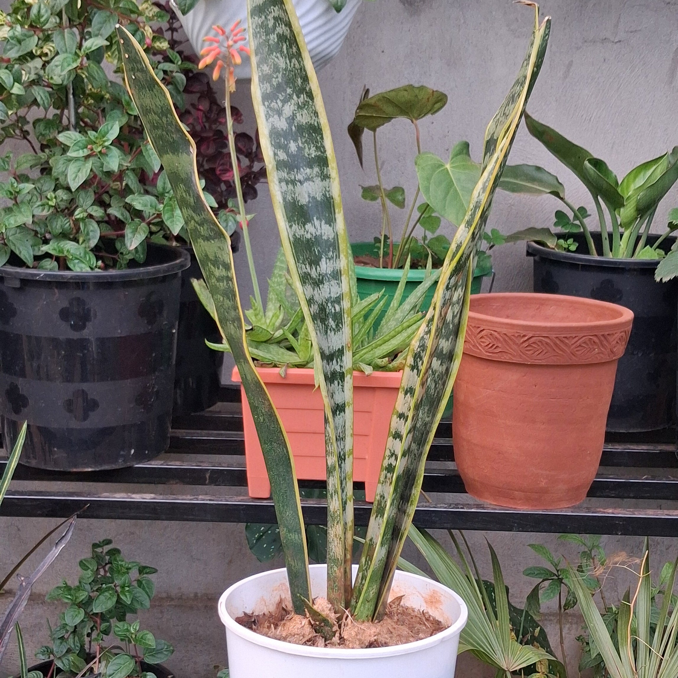 Premium Snake Plant (Sansevieria Trifasciata) – NASA-Certified Air Purifier & Zero-Maintenance Indoor Beauty