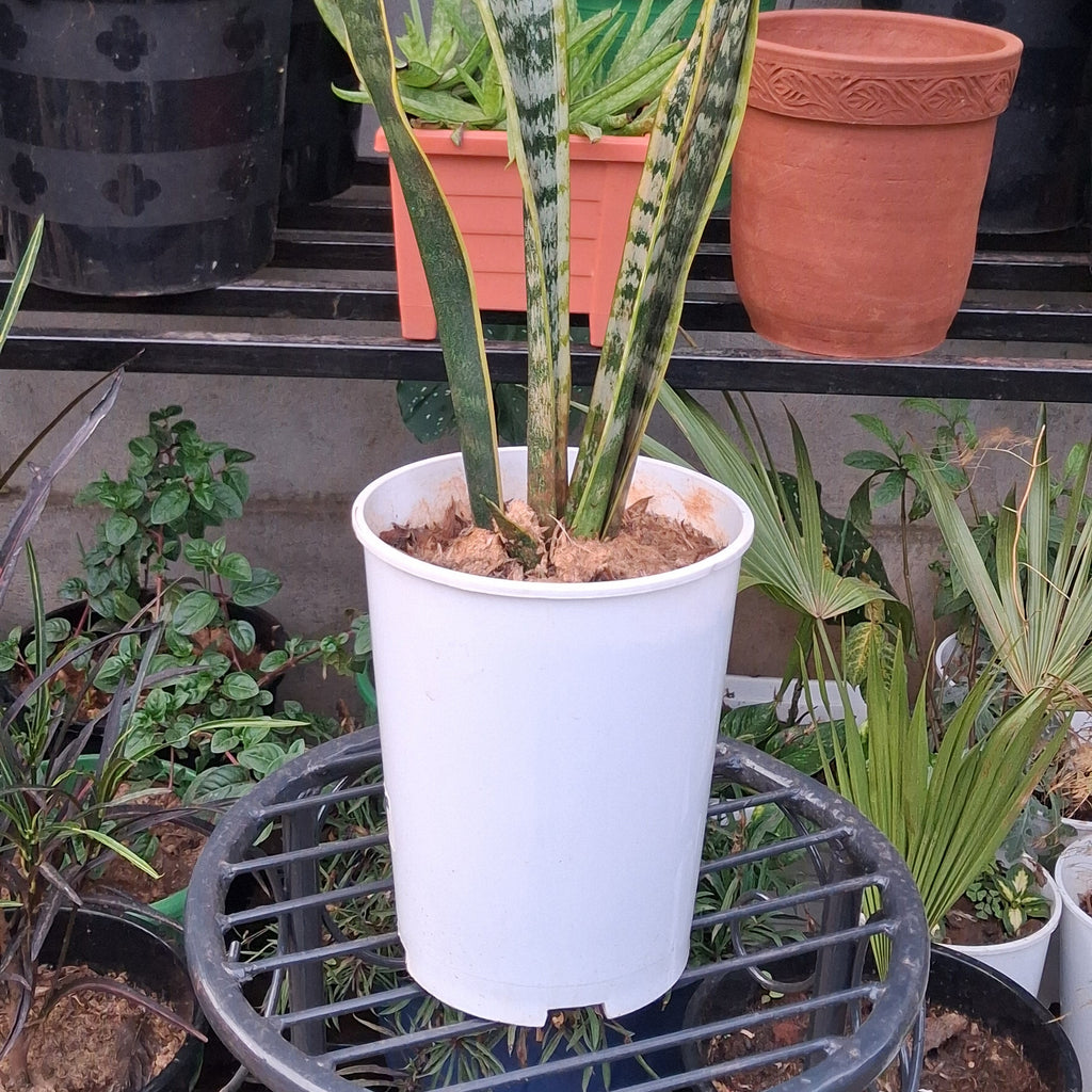Premium Snake Plant (Sansevieria Trifasciata) – NASA-Certified Air Purifier & Zero-Maintenance Indoor Beauty