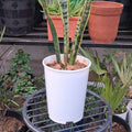 Premium Snake Plant (Sansevieria Trifasciata) – NASA-Certified Air Purifier & Zero-Maintenance Indoor Beauty