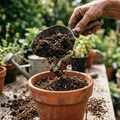 Premium Organic Flower Potting Mix – The Secret to Explosive Blooms & Thriving Roots