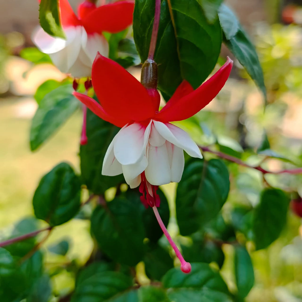 Elegant Red & White Fuchsia – Hummingbird-Attracting Hanging Beauty