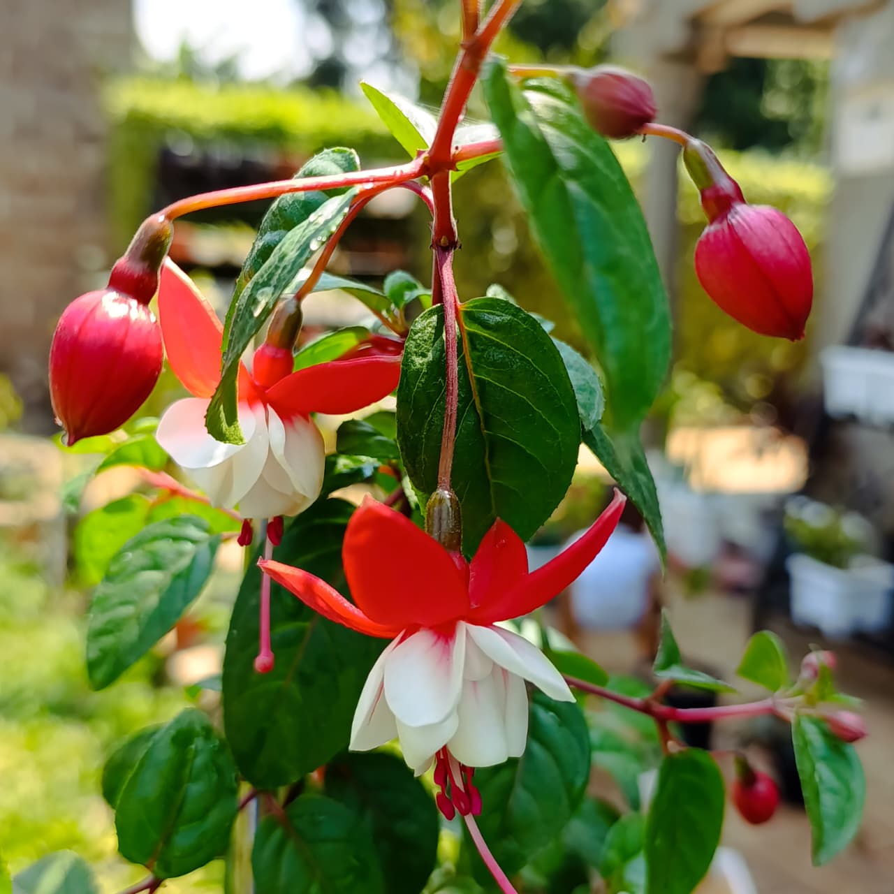 Elegant Red & White Fuchsia – Hummingbird-Attracting Hanging Beauty