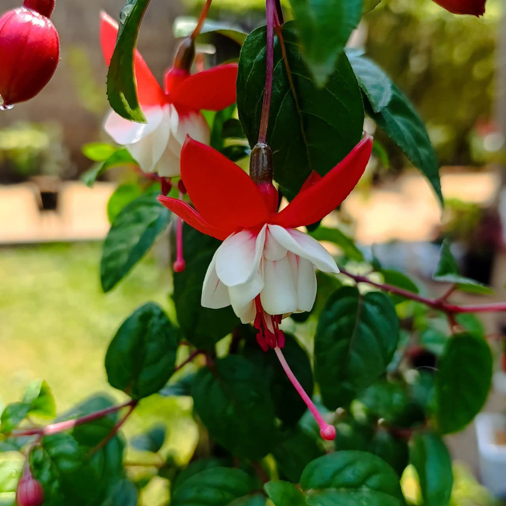 Elegant Red & White Fuchsia – Hummingbird-Attracting Hanging Beauty
