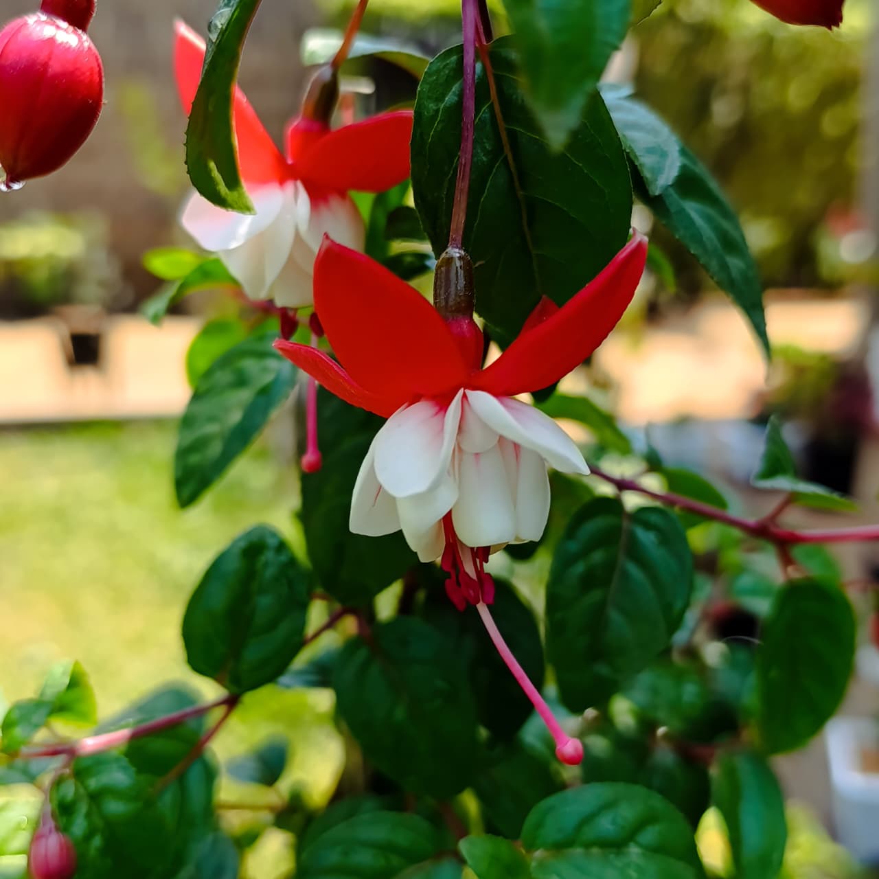 Elegant Red & White Fuchsia – Hummingbird-Attracting Hanging Beauty