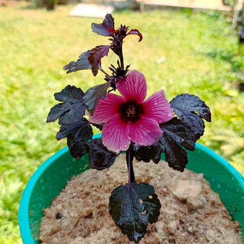 Cranberry Hibiscus (Hibiscus acetosella) – Edible Beauty with Dramatic Burgundy Foliage