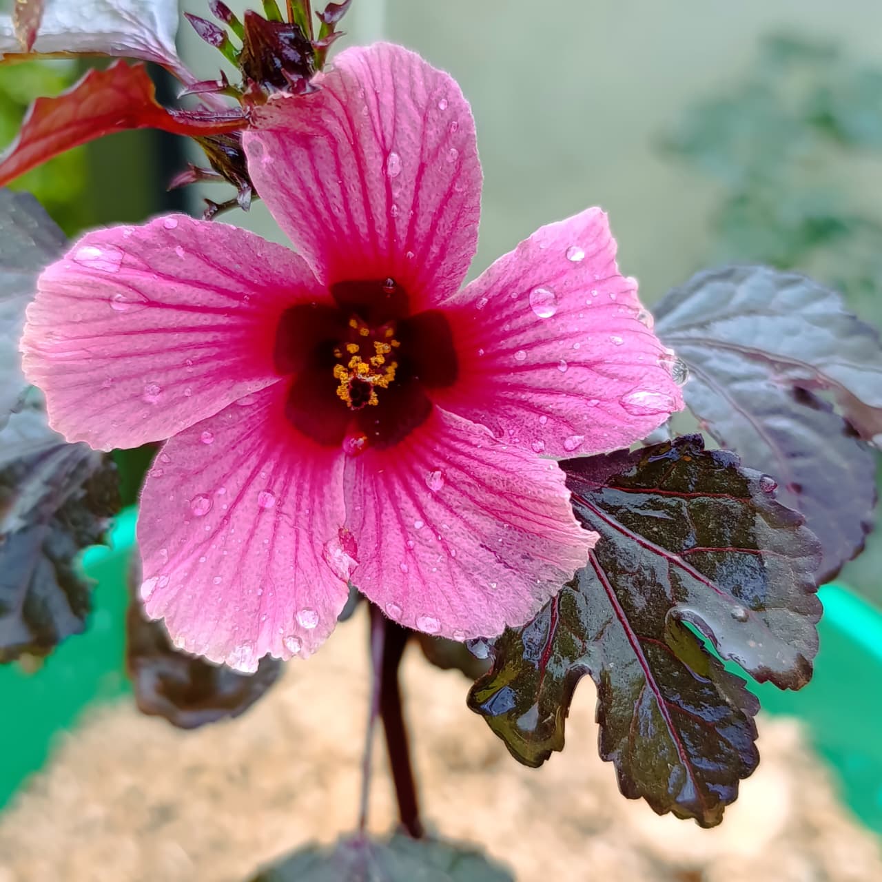 Cranberry Hibiscus (Hibiscus acetosella) – Edible Beauty with Dramatic Burgundy Foliage