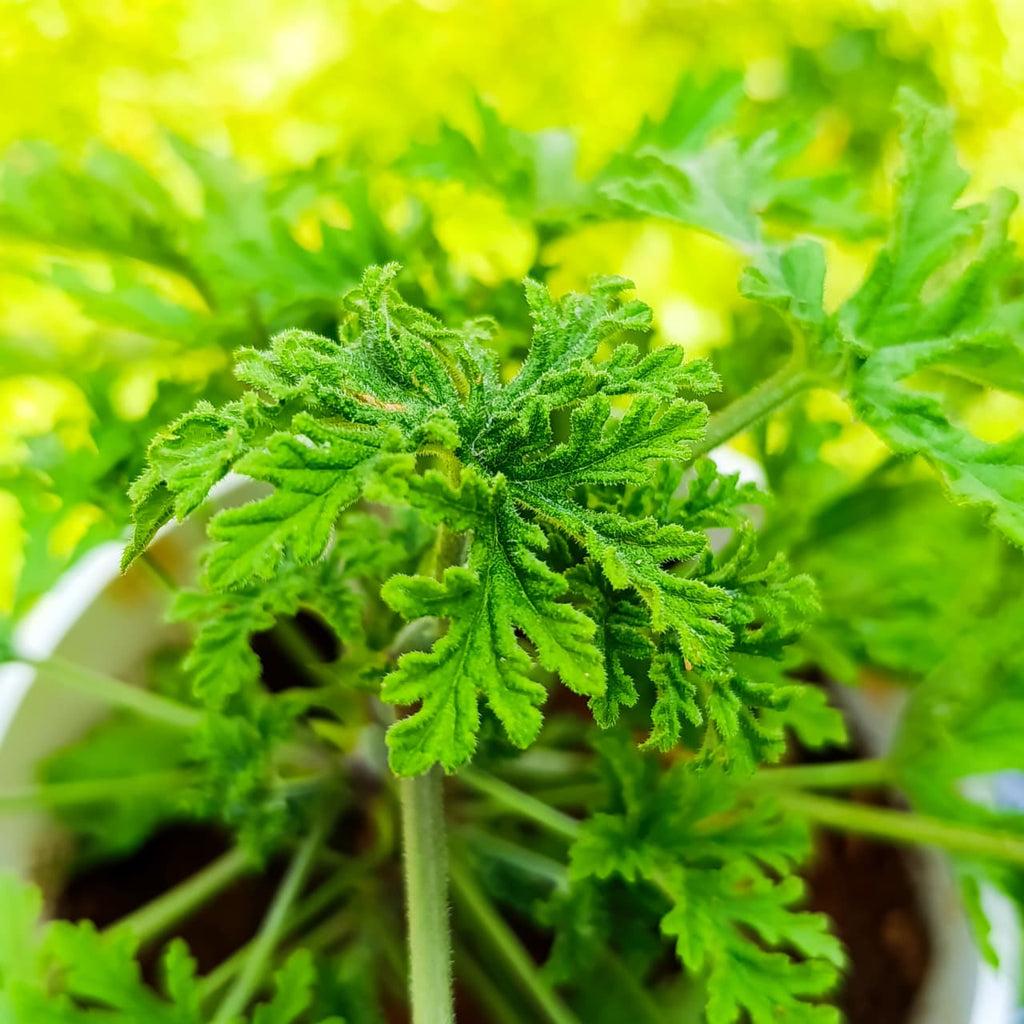 Citronella Geranium (Pelargonium citrosum) – Natural Mosquito Repellent & Aromatic Beauty