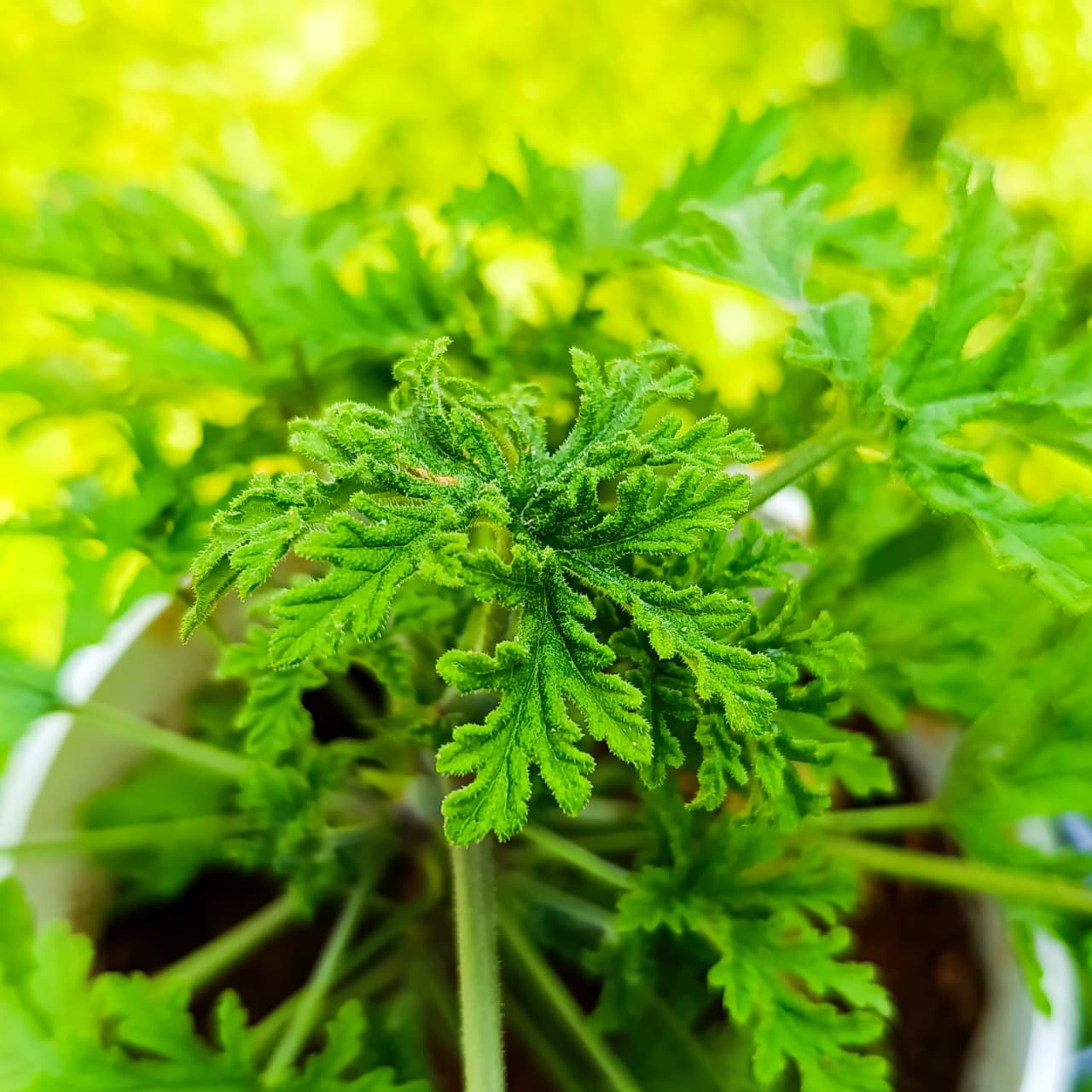 Citronella Geranium (Pelargonium citrosum) – Natural Mosquito Repellent & Aromatic Beauty