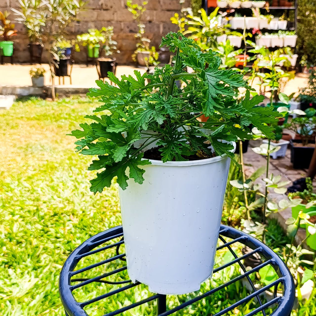 Citronella Geranium (Pelargonium citrosum) – Natural Mosquito Repellent & Aromatic Beauty