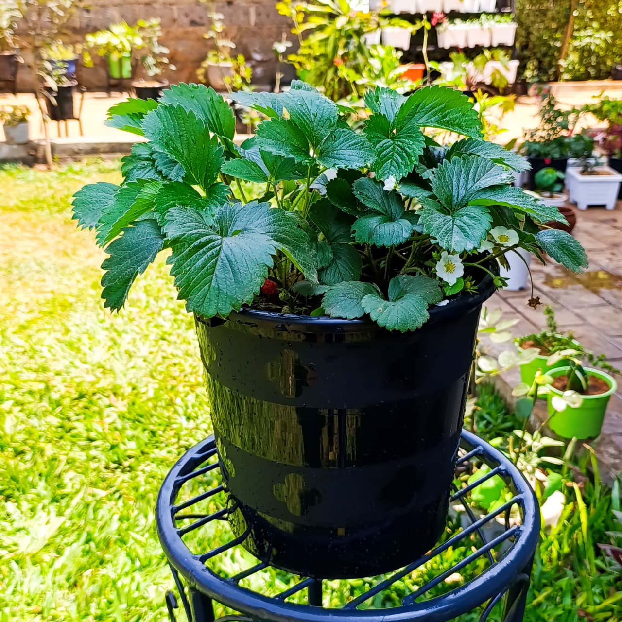 Mature Fruiting Strawberry Plant – Ready to Harvest Sweet, Homegrown Berries!