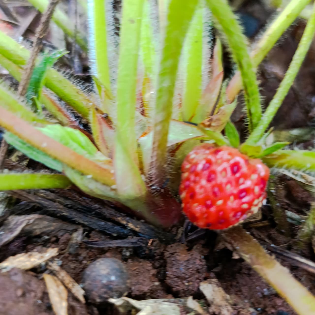 Mature Fruiting Strawberry Plant – Ready to Harvest Sweet, Homegrown Berries!