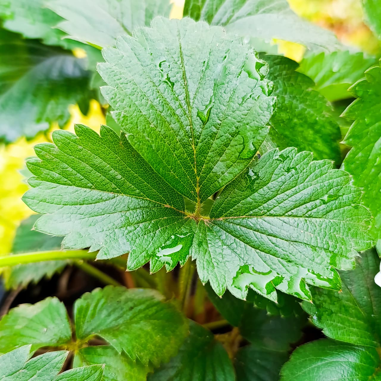 Mature Fruiting Strawberry Plant – Ready to Harvest Sweet, Homegrown Berries!