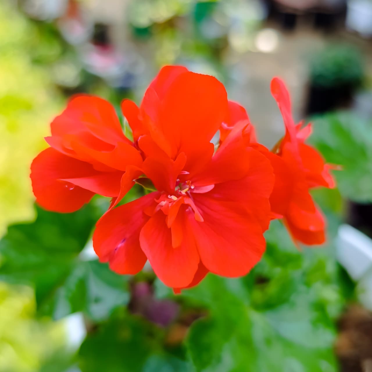 Bright Orange-Red Geranium – Long-Blooming, Low-Maintenance Beauty for Pots & Gardens