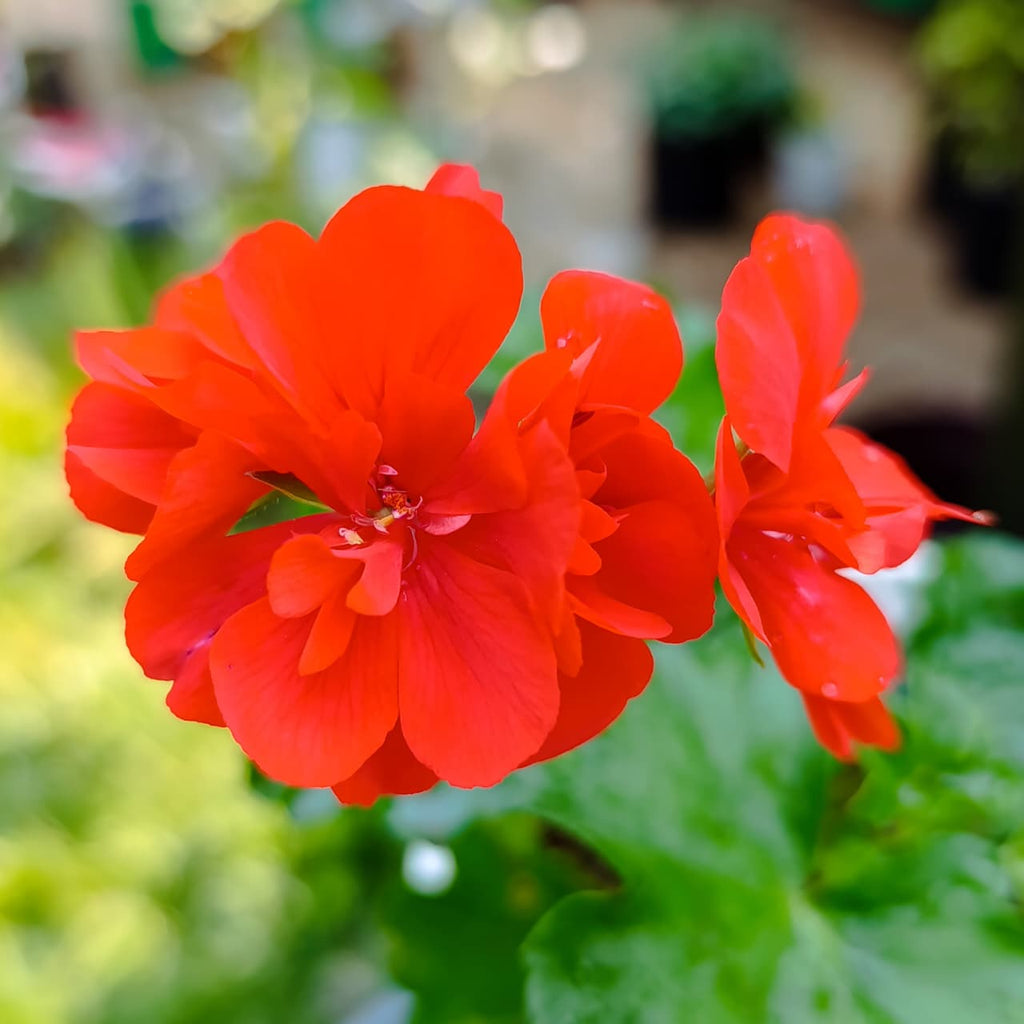 Bright Orange-Red Geranium – Long-Blooming, Low-Maintenance Beauty for Pots & Gardens