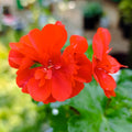 Bright Orange-Red Geranium – Long-Blooming, Low-Maintenance Beauty for Pots & Gardens