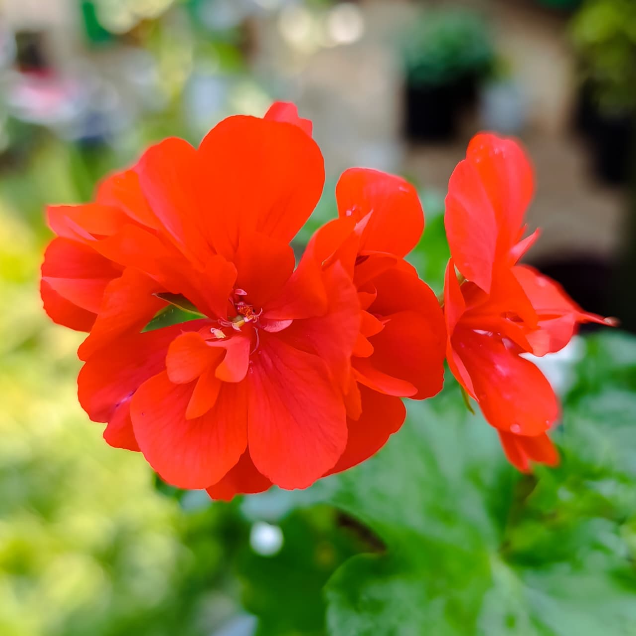 Bright Orange-Red Geranium – Long-Blooming, Low-Maintenance Beauty for Pots & Gardens
