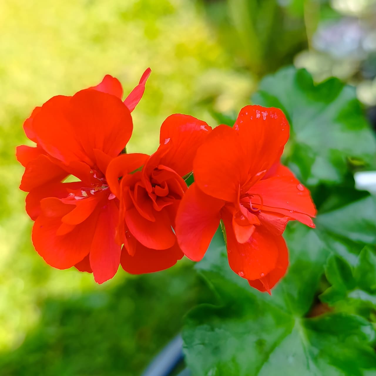 Bright Orange-Red Geranium – Long-Blooming, Low-Maintenance Beauty for Pots & Gardens