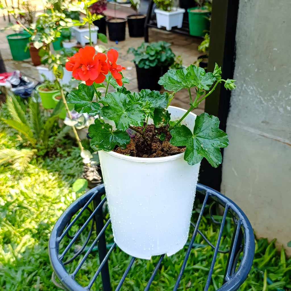 Bright Orange-Red Geranium – Long-Blooming, Low-Maintenance Beauty for Pots & Gardens