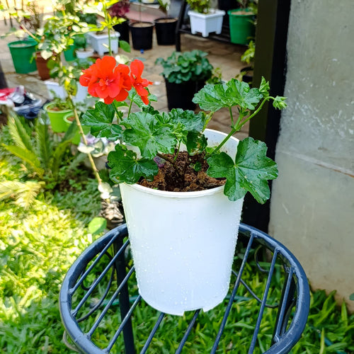 Bright Orange-Red Geranium – Long-Blooming, Low-Maintenance Beauty for Pots & Gardens
