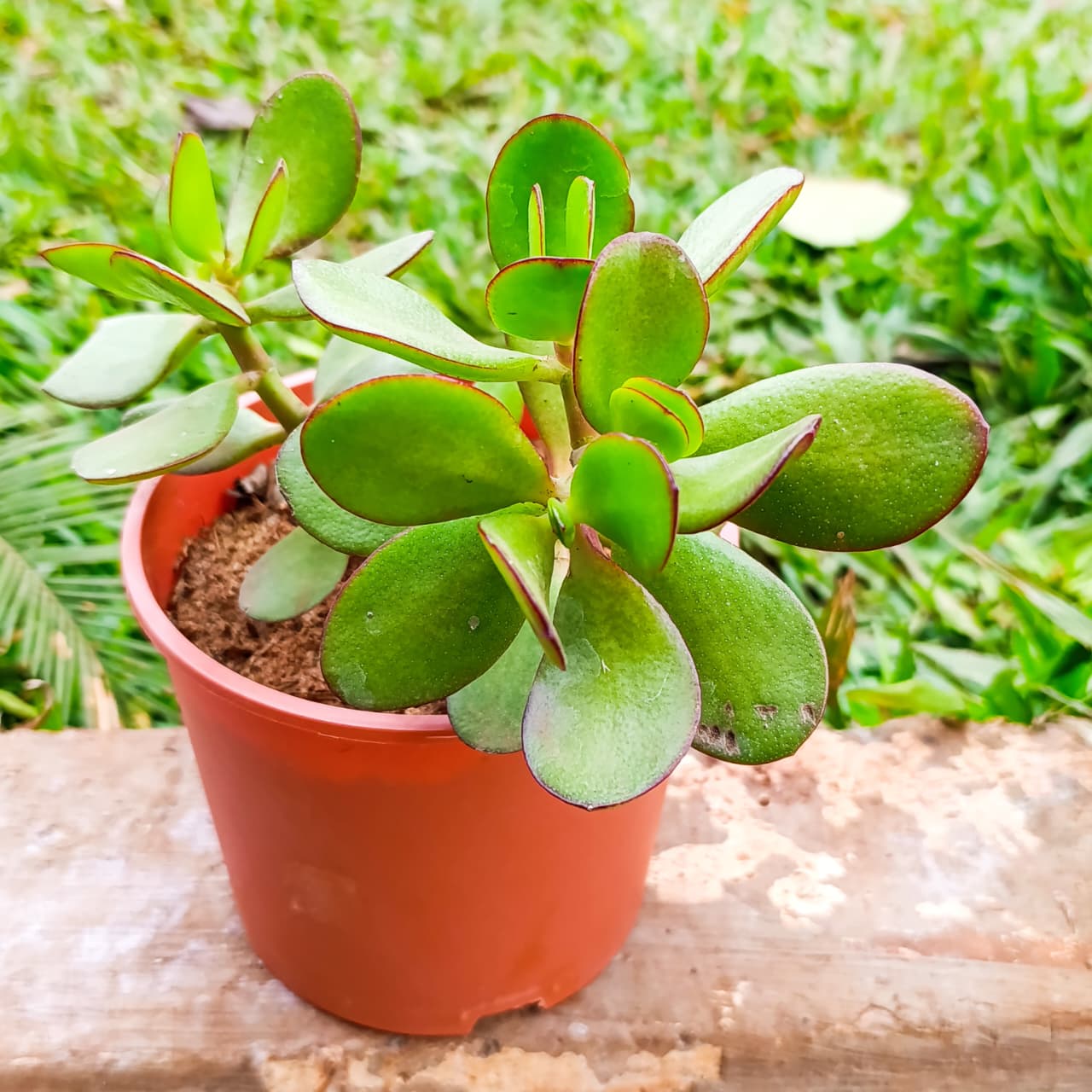 Jade Plant (Crassula ovata) – The Lucky Money Tree for Prosperity & Easy-Care Beauty