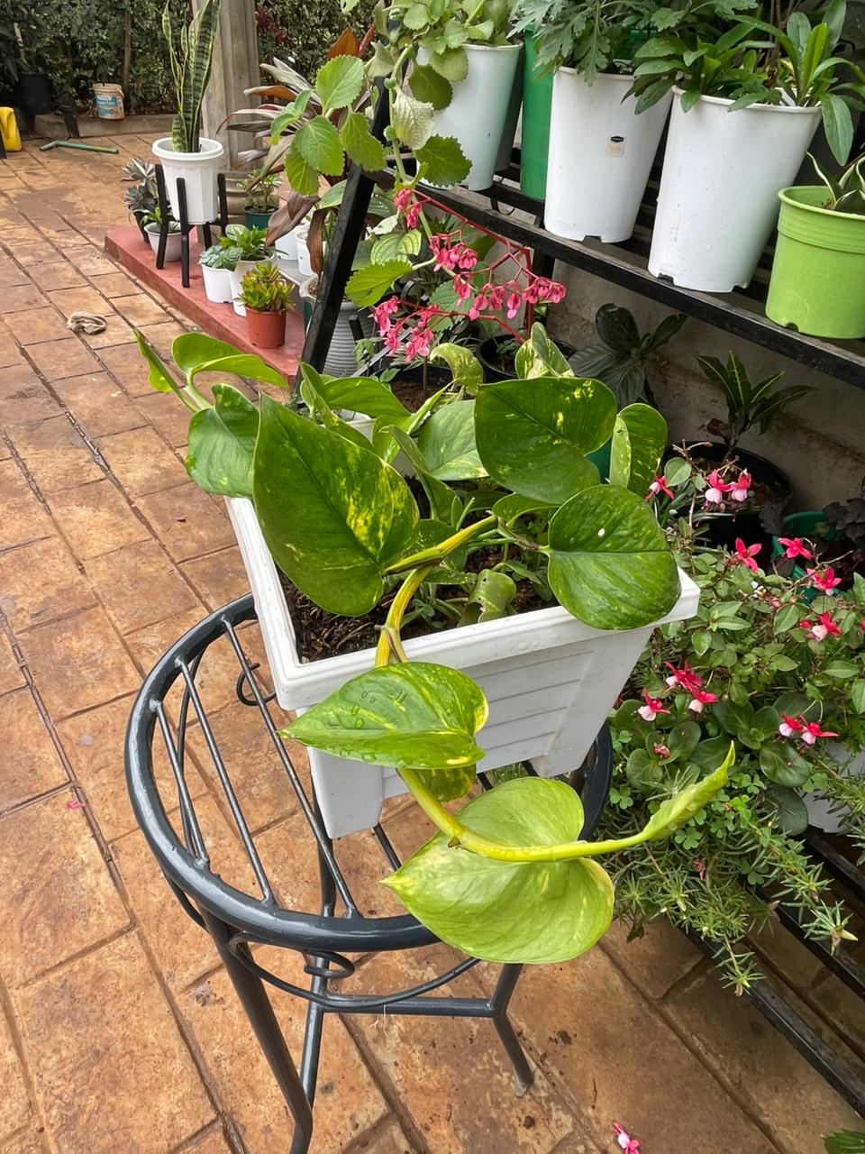 Golden Pothos in White Planter – 194 × 194 × 157 mm