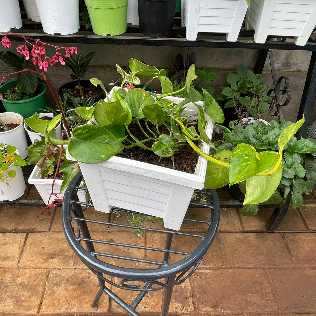 Golden Pothos in White Planter – 194 × 194 × 157 mm