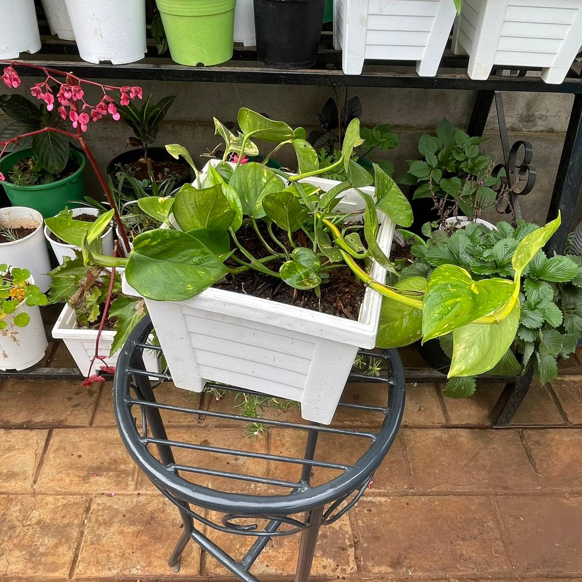 Golden Pothos in White Planter – 194 × 194 × 157 mm