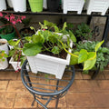 Golden Pothos in White Planter – 194 × 194 × 157 mm