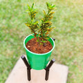 Premium Gold Dust Croton (Codiaeum variegatum) – Exotic Speckled Foliage with Green Crown Planter & Metallic Stand