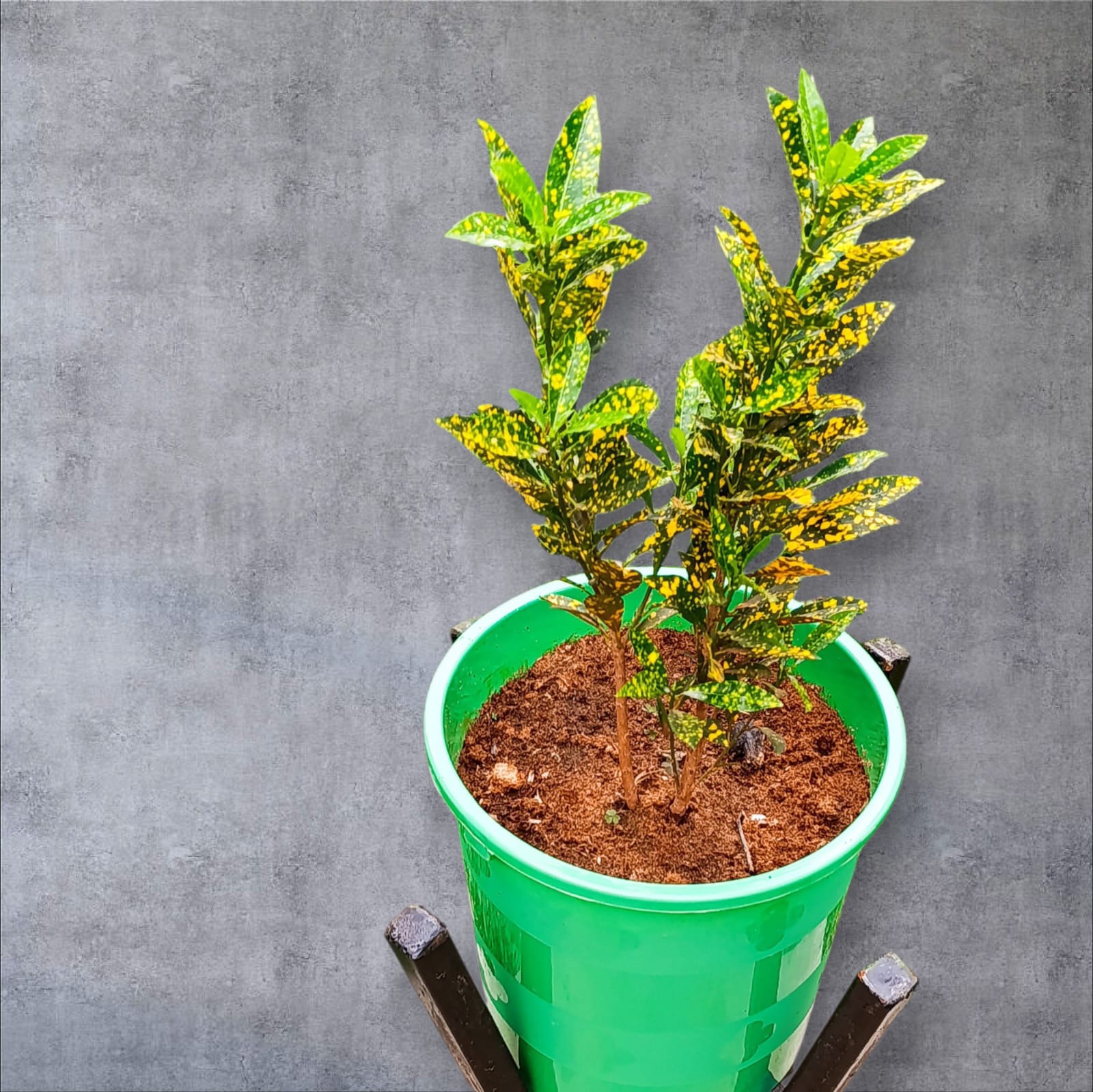 Premium Gold Dust Croton (Codiaeum variegatum) – Exotic Speckled Foliage with Green Crown Planter & Metallic Stand
