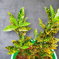 Gold Dust Croton close-up showing vivid gold-speckled green leaves