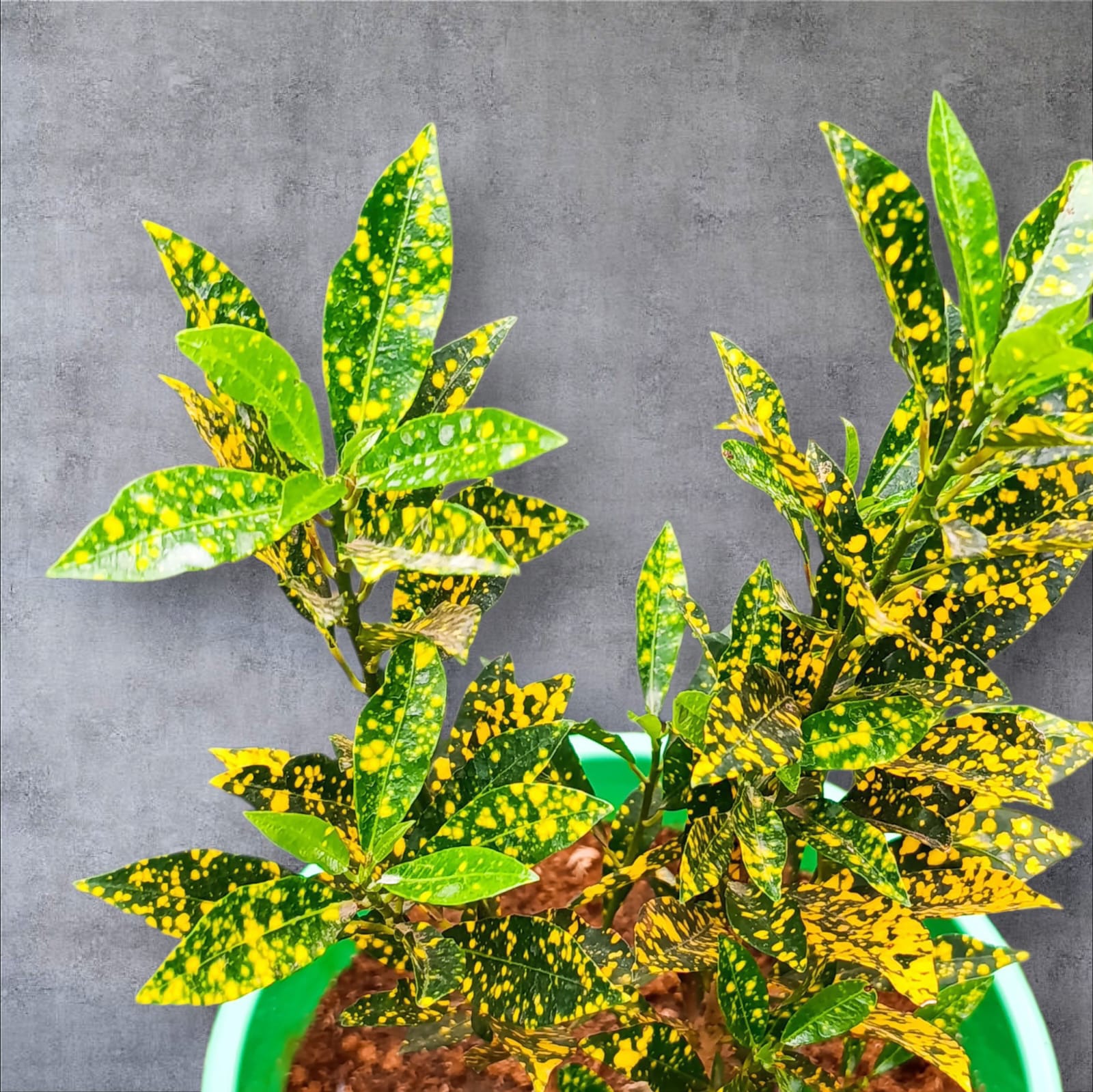 Gold Dust Croton close-up showing vivid gold-speckled green leaves