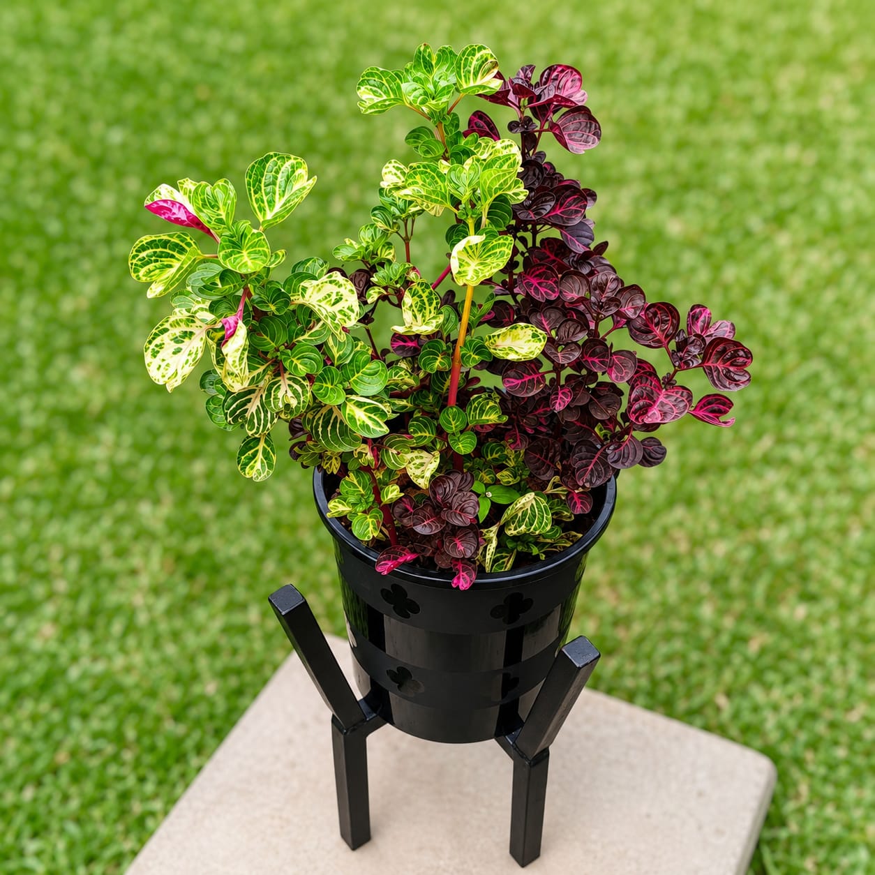 Bloodleaf full plant in black pot with stand outdoors