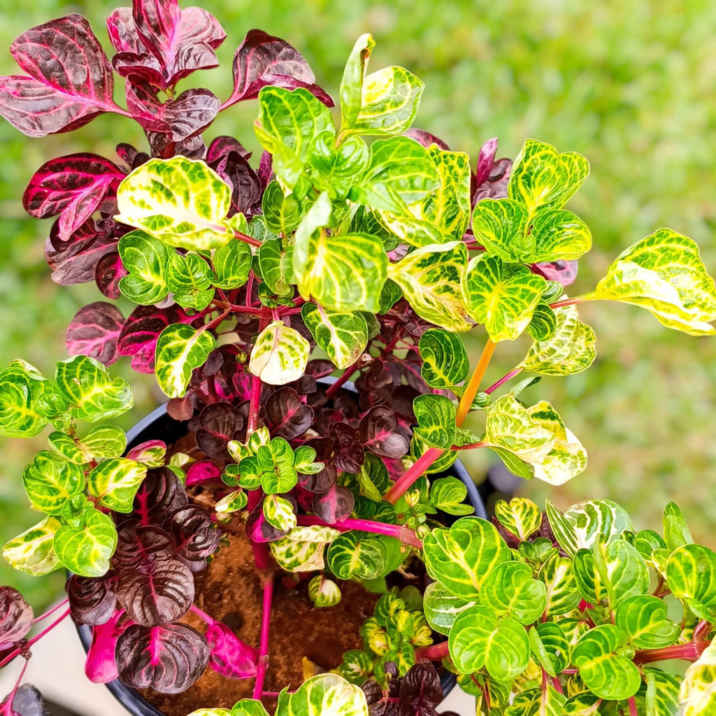 Bloodleaf close-up showing dramatic burgundy and lime-green variegated leaves