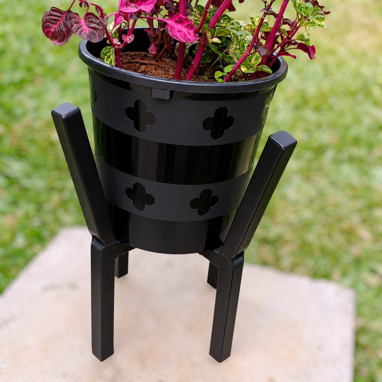 Bloodleaf Iresine herbstii in black decorative pot with stand on grass