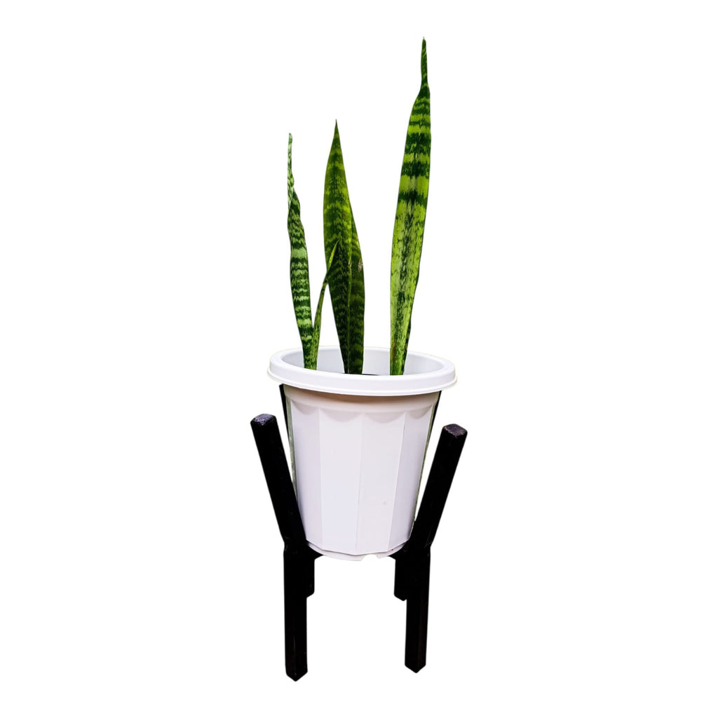 Mature Snake Plant in white planter on black metallic stand - side view