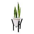 Mature Snake Plant in white planter on black metallic stand - front view