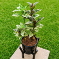Purple Haze close-up showing variegated burgundy and green leaves in black pot on stand