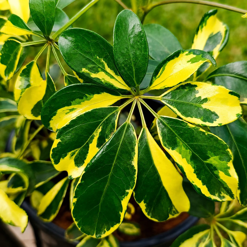 Variegated Dwarf Umbrella Tree in black pot at Jowaki Gardens