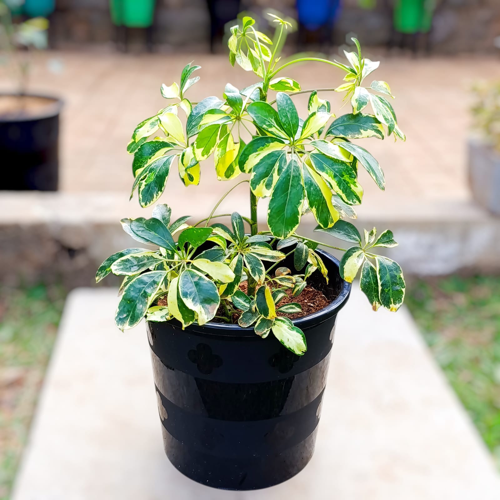 Close-up of Schefflera arboricola Trinette variegated leaves