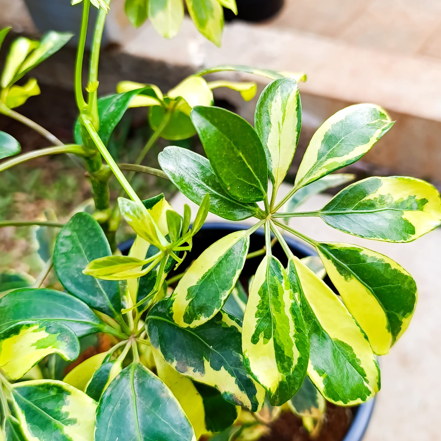 Close-up of Schefflera arboricola Trinette variegated green and yellow leaves